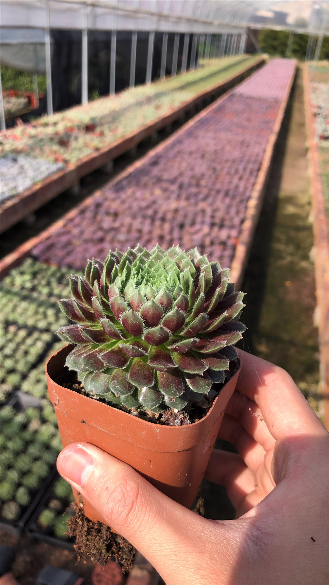 惜花阁多肉紫牡丹多肉植物办公室桌面阳台美观趣味多肉盆栽 惜花阁多肉紫牡丹多肉植物办公室桌面阳台美观趣味多肉盆栽