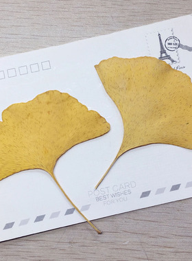 绿叶滴胶diy材料植物标本干花