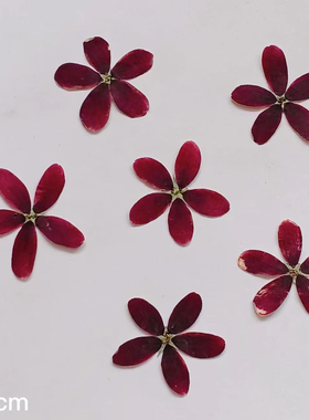 使君子押花压花植物标本手工干花