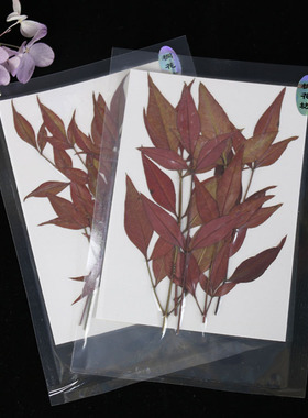 押花压花diy植物标本树叶画框