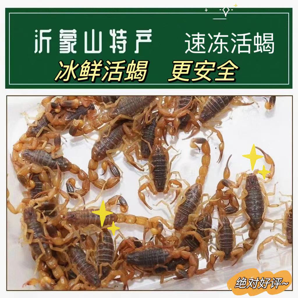 蝎子新鲜活冷冻食用高蛋白不煮无盐生油炸泡酒煲汤包邮顺丰-图1