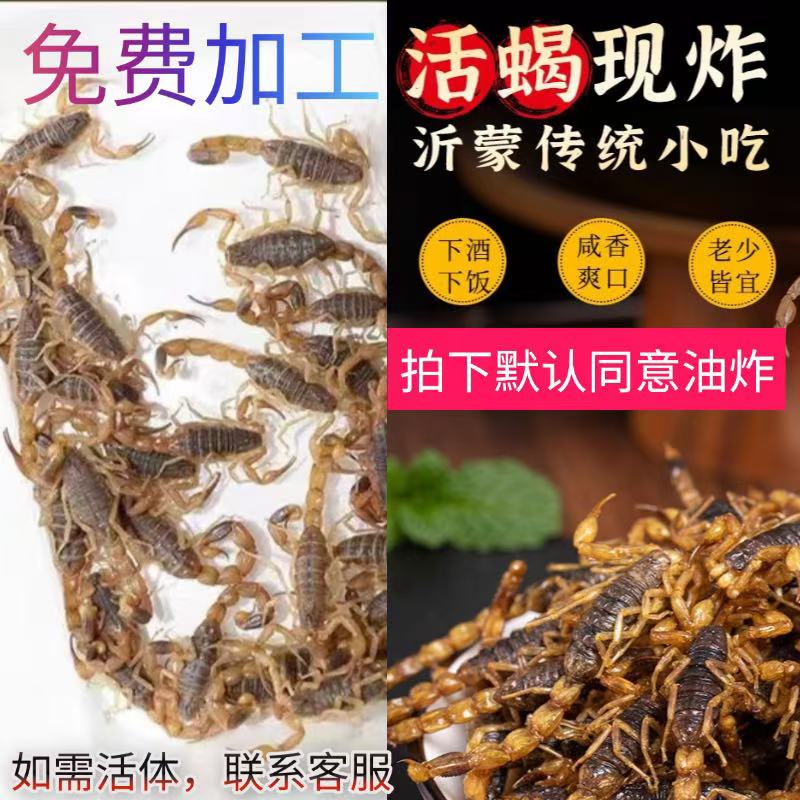 活蝎子代油炸食用蝎子新鲜活体沂蒙小吃油炸蝎子活虫十足全蝎包邮