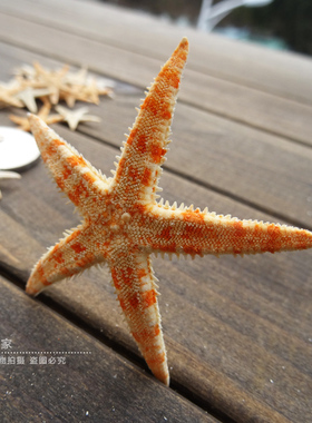 迷你中号墙贴地台米色贝壳海螺