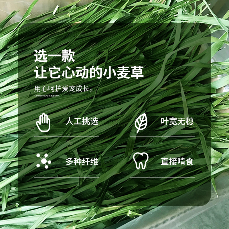 24新烘干多叶小麦草头茬龙猫豚鼠兔子宠物嫩绿主粮食物饲料牧草 - 图0