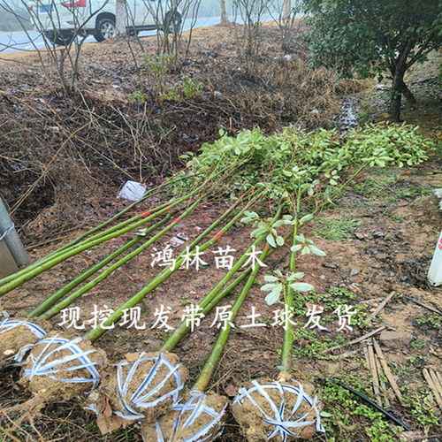 香樟树庭院绿化植物四季常青大型工程绿化苗木驱蚊南北方种植 - 图3