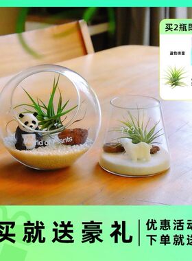 工厂好物空气凤梨支架好