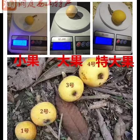 苏州西山青种枇杷84/72/60/54枚精品果PK苏州东山白玉枇杷 - 图0