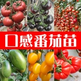 Саженцы томатов маленькие девственные фрукты Утреннее помидор утро кантониа огурцы огурцы есть ранее в четыре сезона