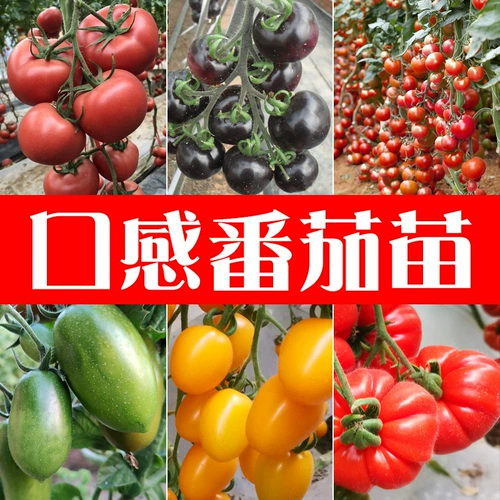 Саженцы томатов маленькие девственные фрукты Утреннее помидор утро кантониа огурцы огурцы есть ранее в четыре сезона