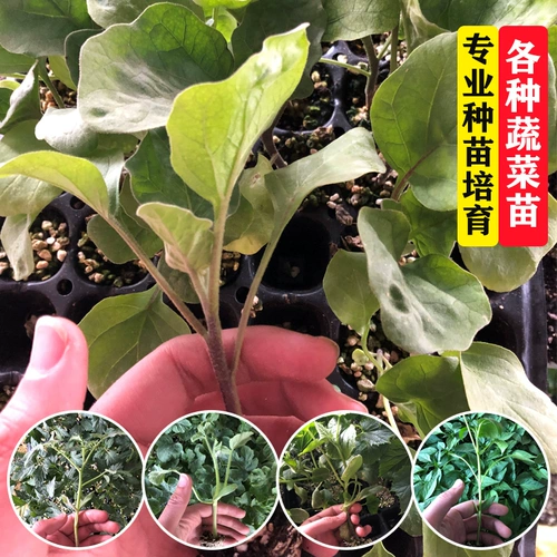 Саженцы томатов маленькие девственные фрукты Утреннее помидор утро кантониа огурцы огурцы есть ранее в четыре сезона