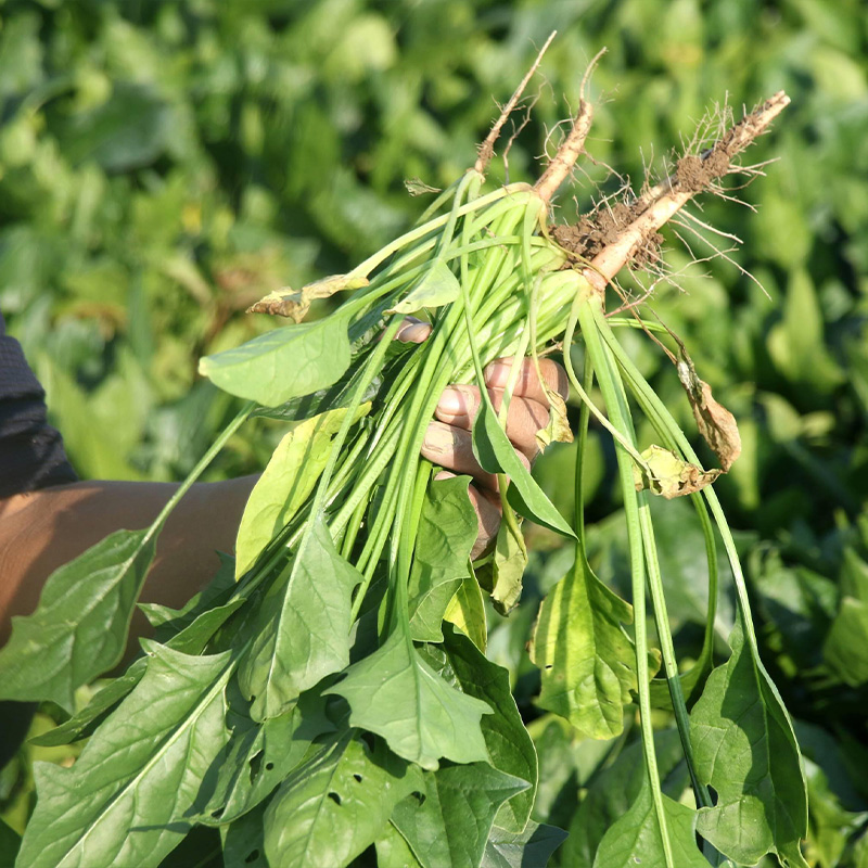 大叶菠菜种子红根耐热寒阳台盆栽春秋冬四季播高产蔬菜种籽孑大全 - 图2