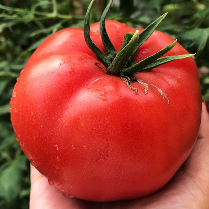 网红普罗旺斯水果番茄种子荷兰原装进口西红柿种籽春季秋季四季播,淘宝优惠券,粉丝福利购,淘宝优惠卷