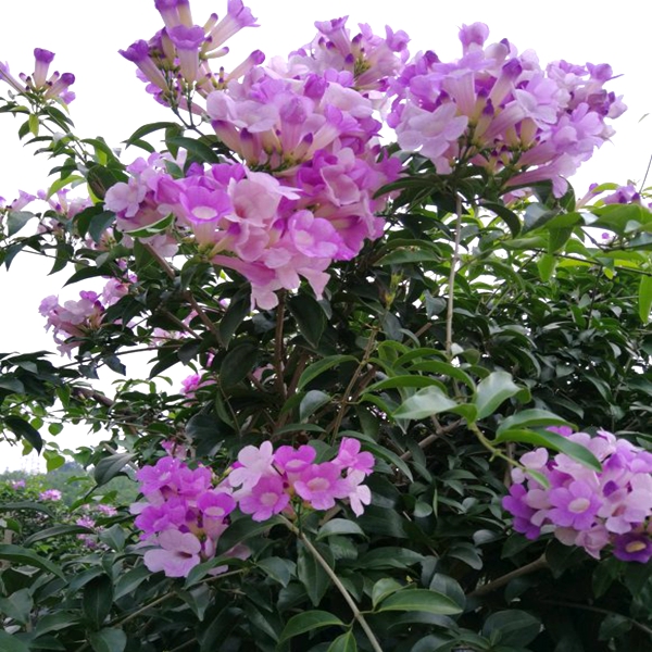 正品攀援植物蒜香藤花苗紫铃藤花卉阳台盆栽庭院爬藤植物驱蚊虫 残疾人园林 淘优券 正品攀援植物蒜香藤花苗紫铃藤花卉阳台盆栽庭院爬藤植物驱蚊虫 残疾人园林 淘优券