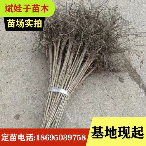 大木漆 小木漆 山漆树基地直销生漆树苗大小规格齐全现起现发量大 - 图1