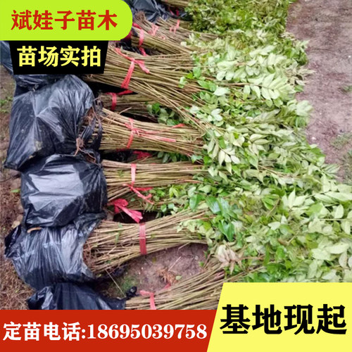 大木漆 小木漆 山漆树基地直销生漆树苗大小规格齐全现起现发量大 - 图3