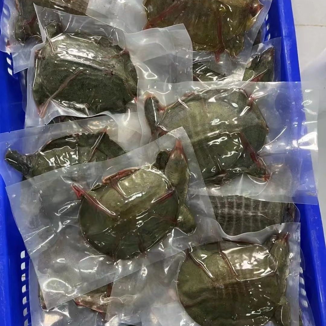 ［微山湖外塘甲鱼］生态老鳖中华鳖团鱼水鱼王八外塘外塘野养食用,淘宝优惠券,粉丝福利购,淘宝优惠卷