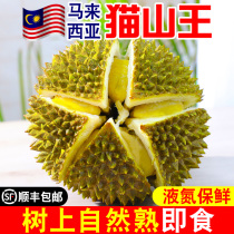 Malaysian cat mountain king durian fruit 10 catty of fresh D197 liquid nitrogen frozen durian meat Shunfeng for the season