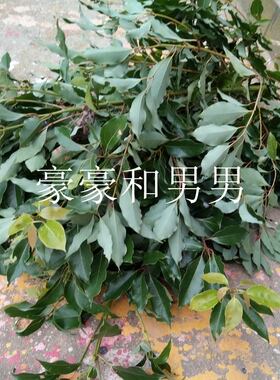 香樟小树枝真香樟树枝香