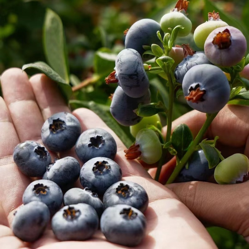 云南玉龙雪山稼沃雪山恬蓝莓当季新鲜脆甜蓝莓鲜果125g/盒顺丰