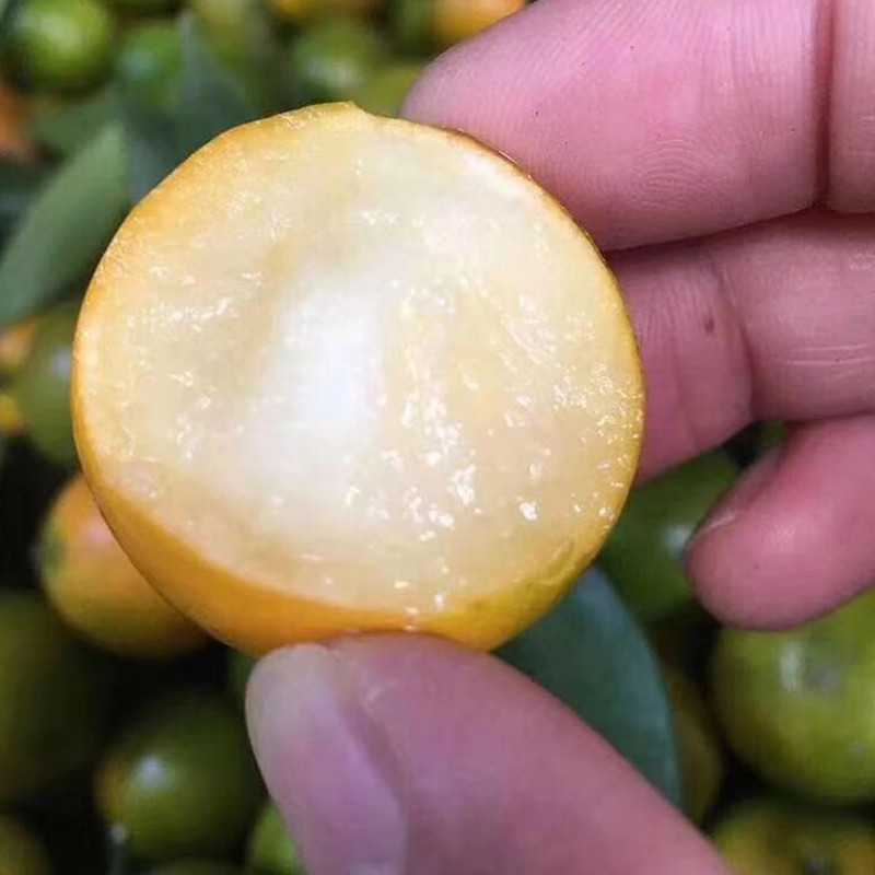 橘财纳福融安脆皮金柑礼盒装独立小包装家新鲜金橘金桔水果包邮 - 图3