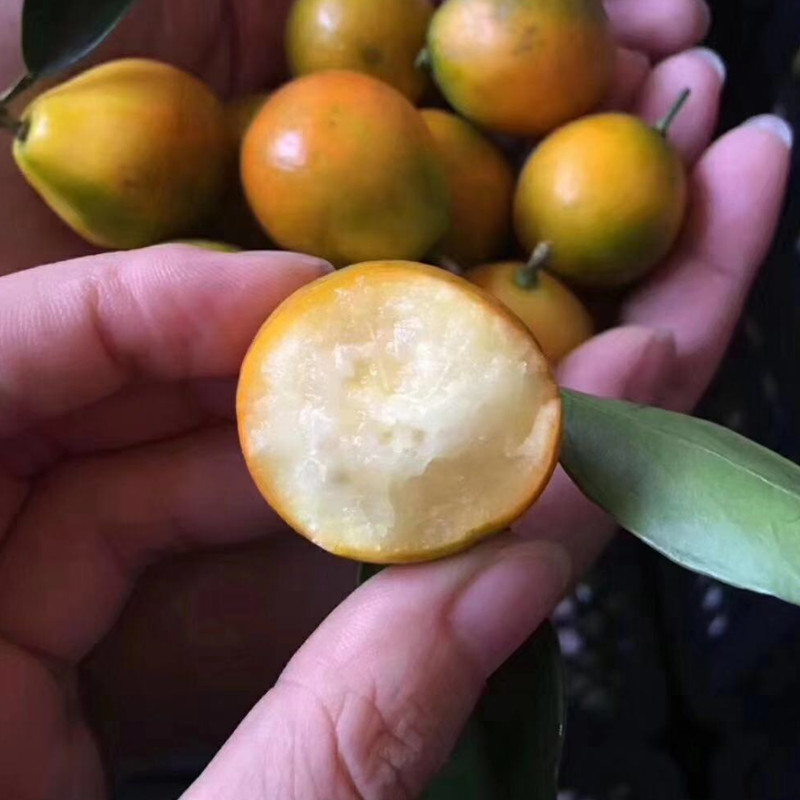 橘财纳福融安脆皮金柑礼盒装独立小包装家新鲜金橘金桔水果包邮 - 图2