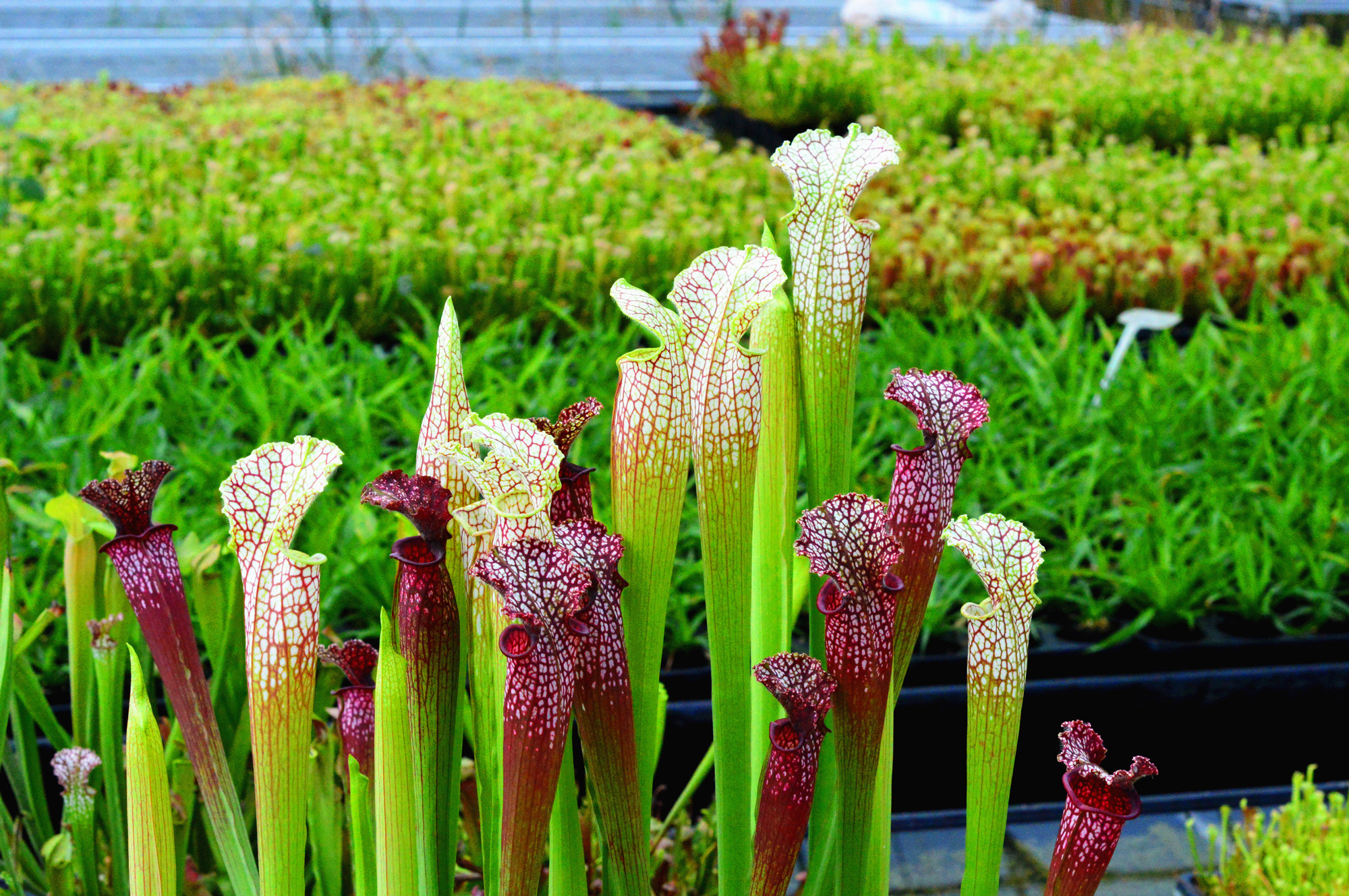 多种瓶子草食虫草捕蝇草猪笼草茅膏菜组合拼盘盆栽食人花大嘴超大,淘宝优惠券,粉丝福利购,淘宝优惠卷
