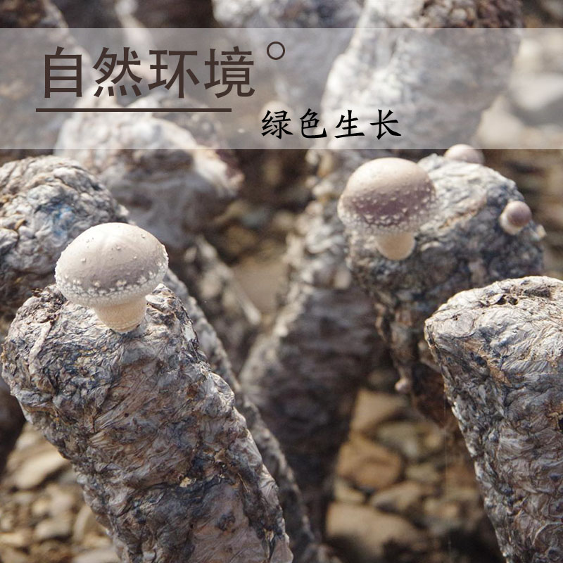 西峡香菇干货特级干香菇冬菇蘑菇肉厚小香菇花菇250g净重香姑干货 - 图2