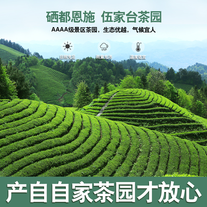 绿茶2022新茶叶毛尖一级绿针伍家台贡茶高山恩施富硒茶叶玉露250g