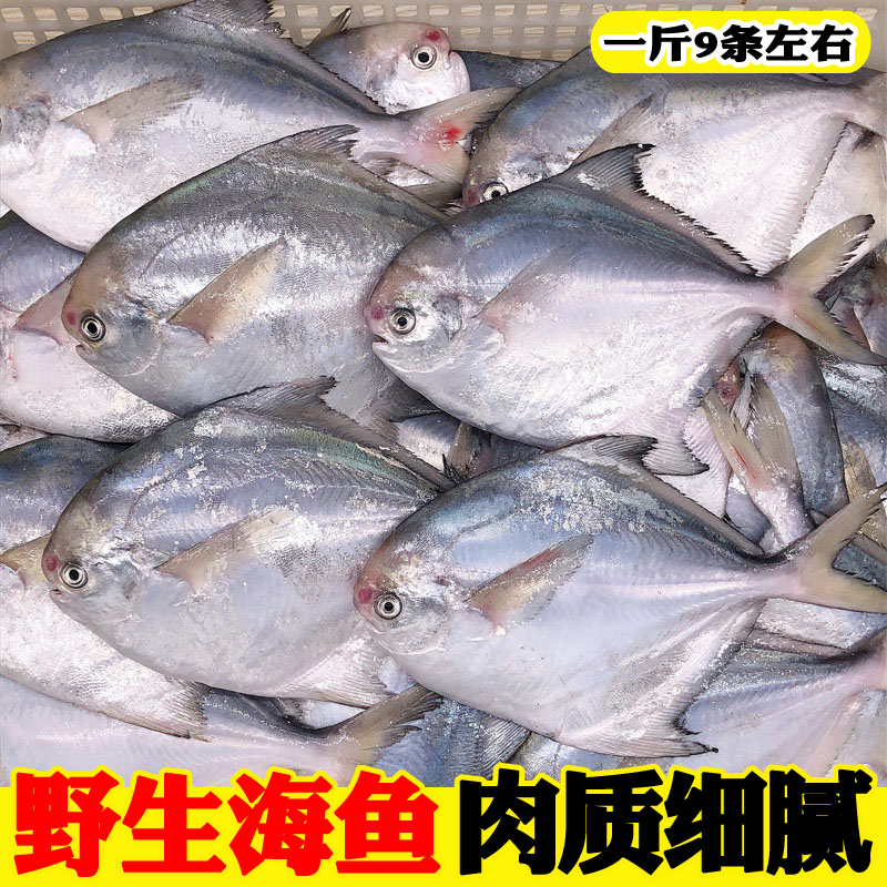 海鲜银鲳鱼新鲜冷冻鲳鱼小鲳鱼白鲳鱼海鲳鱼鲳鳊鱼平鱼海鱼 - 图1