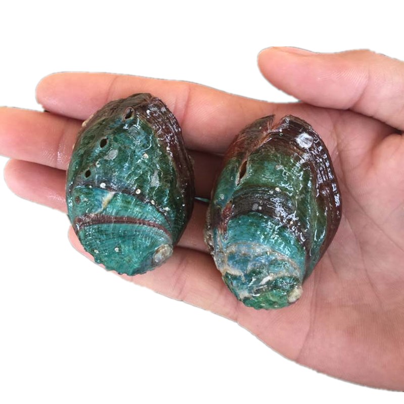Abalone, big abalone, fresh big abalone, big abalone, live