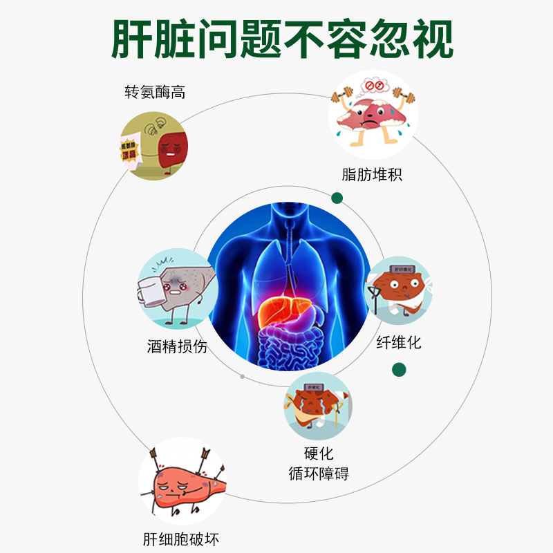 松猫星久牌人参葛根黄芪胶囊搭配养肝护肝损护肝伤熬夜喝酒尿黄LP