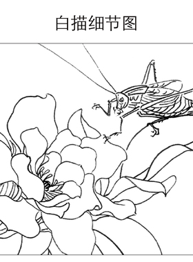 工笔画圆形团扇郁金香线描稿勾线