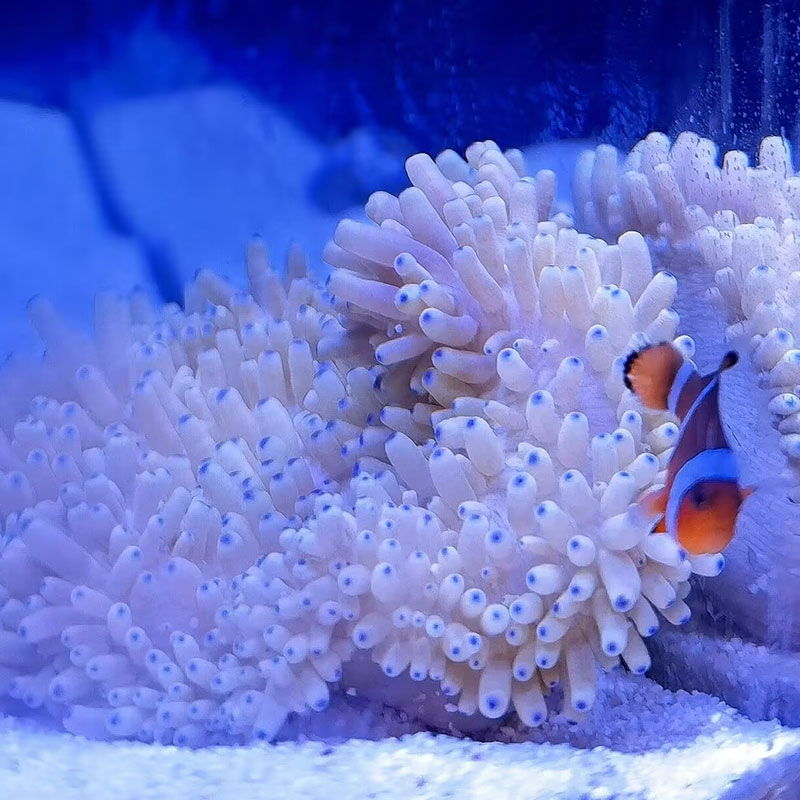 万鱼来朝绿奶嘴海葵珊瑚荧光绿紫点白葵海洋生物小丑鱼共生葵地毯 - 图1