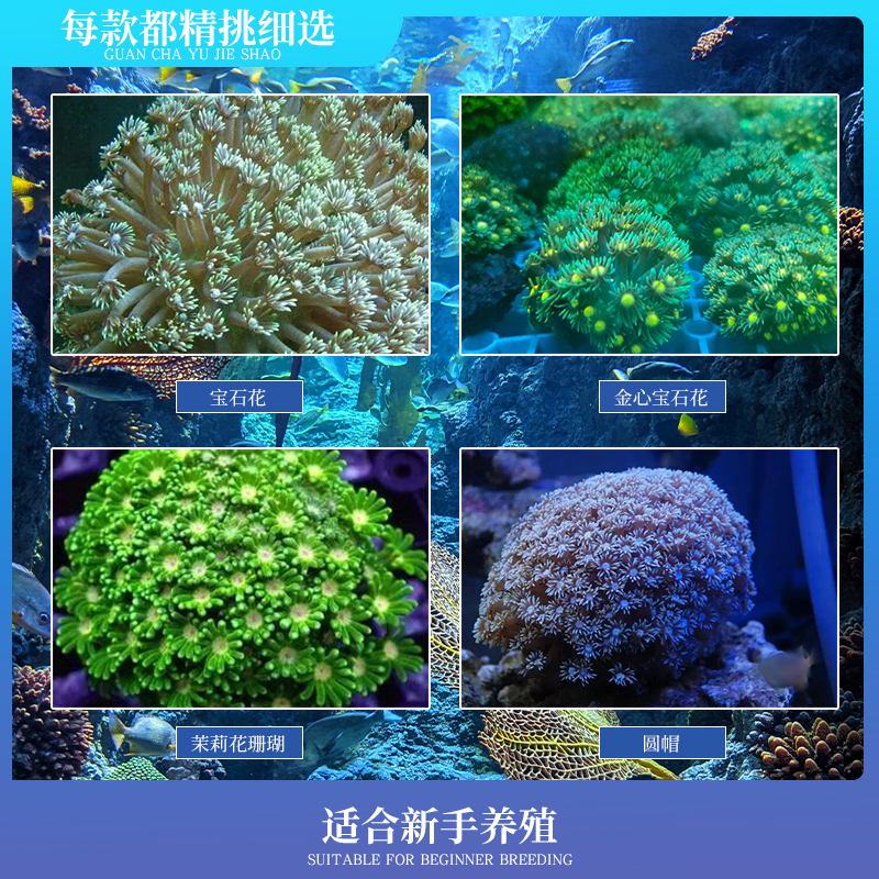 万鱼来朝圆帽金心宝石花茉莉珊瑚海水珊瑚海缸造景包损渔场直销-图0