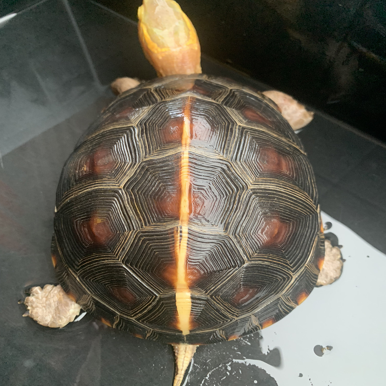 精品黄缘闭壳龟,高品质纯种安缘皖南安缘,大陆缘浙缘_虎窝淘