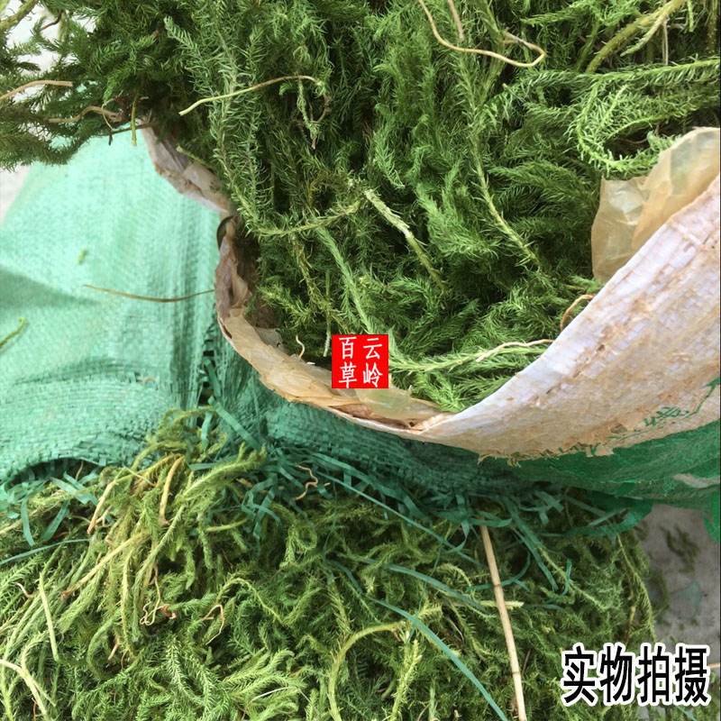 云南中药材伸筋草 当季新货  500g包邮 - 图1