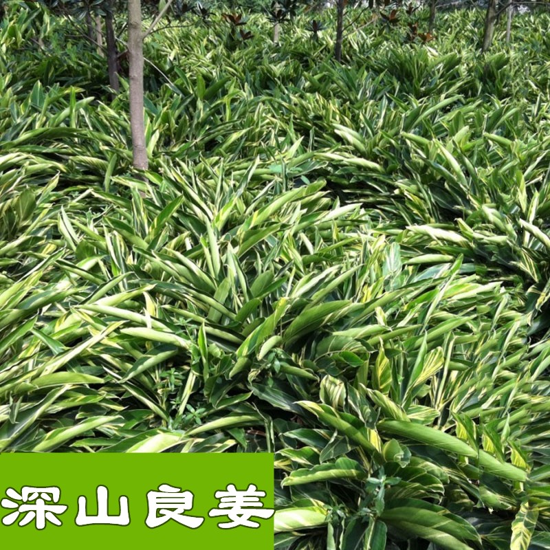 高良姜500g无硫熏小干良姜片南姜炖菜卤料香调料花椒桂皮丹妹量发 - 图2