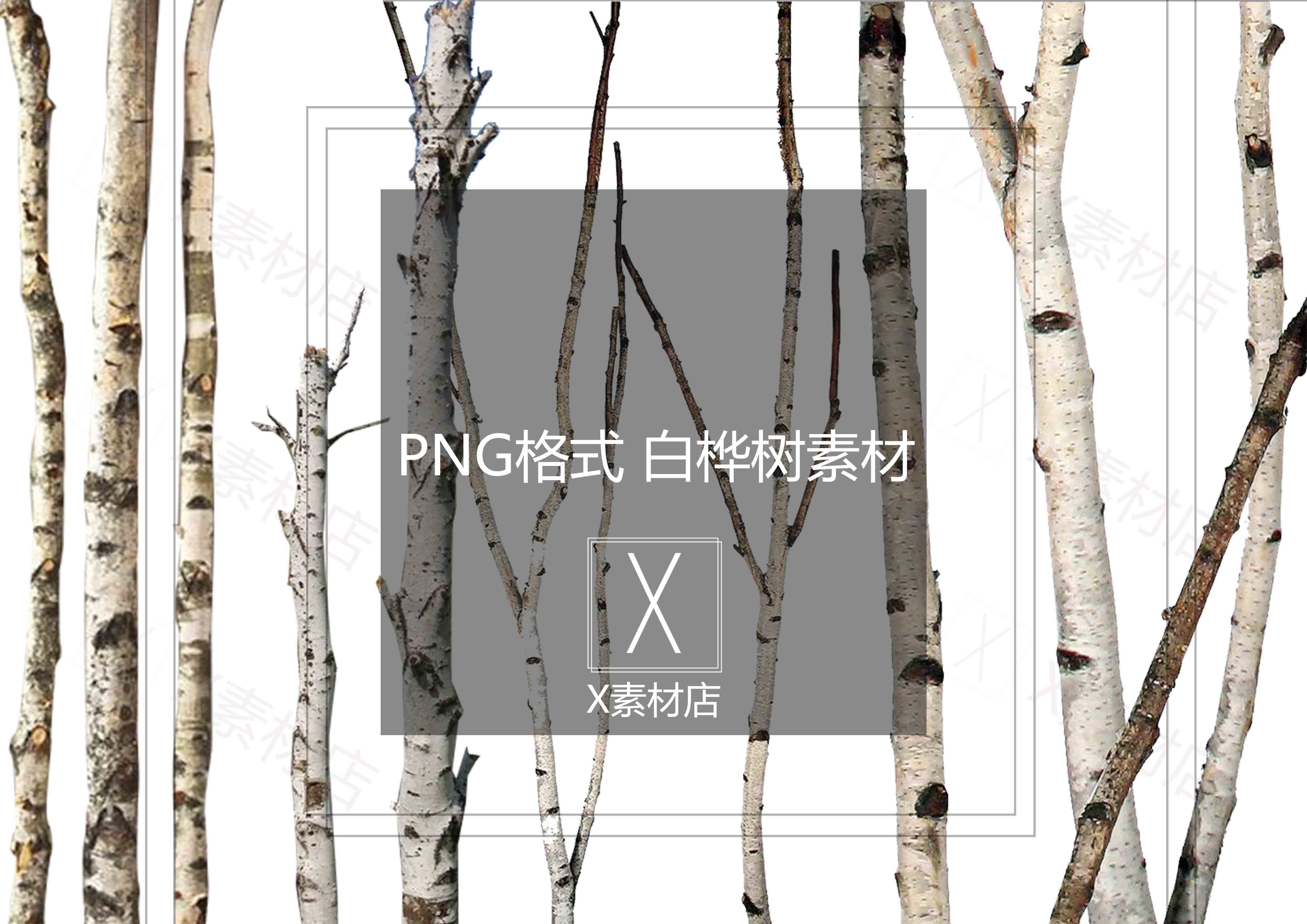 PSD/PNG 格式白桦树景观拼贴效果图素材＜自动发货＞ - 图0