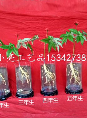 仿真人参多年生仿真人参中药材店人参摆件模型仿真罐装人参模型