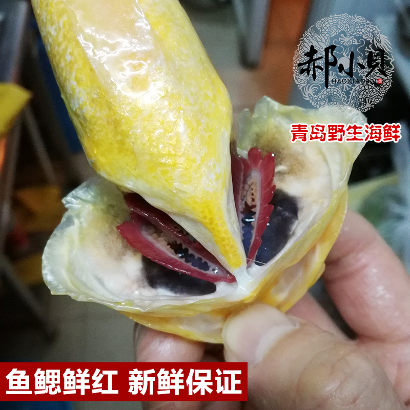 青岛海鲜深海鱼新鲜黄鱼冰鲜黄花鱼蒜瓣肉冷冻水产大黄鱼送礼500g-图0