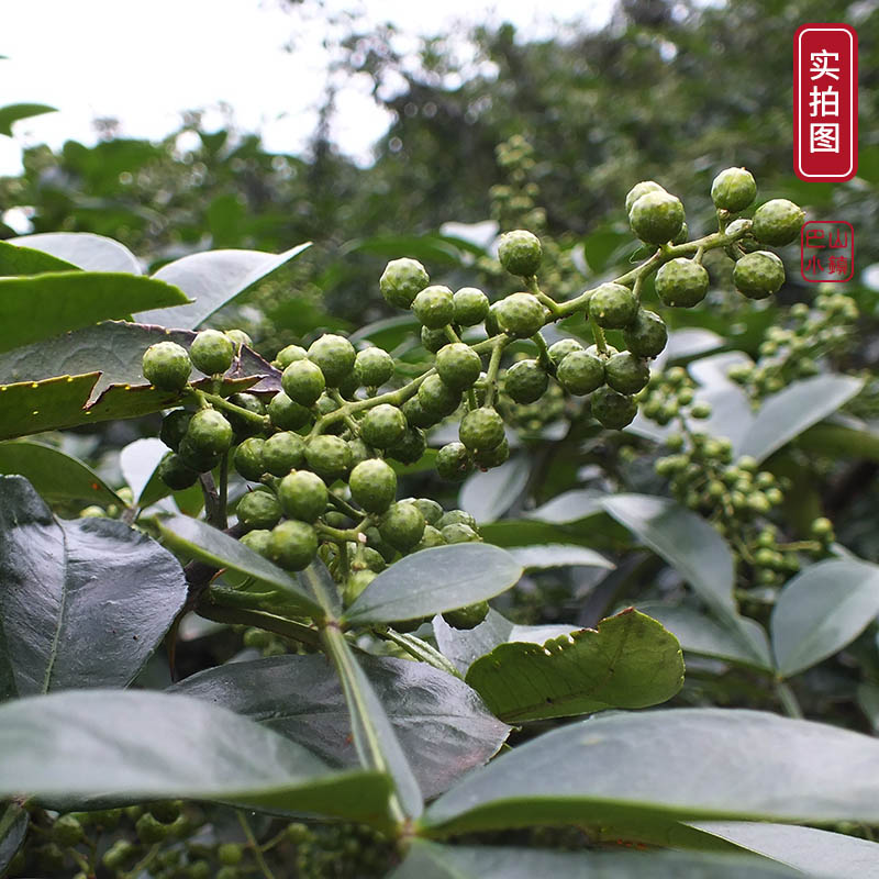 巴山小镇新鲜藤椒400g鲜麻椒鲜花椒四川汉源保鲜青花椒特麻椒香料 - 图2