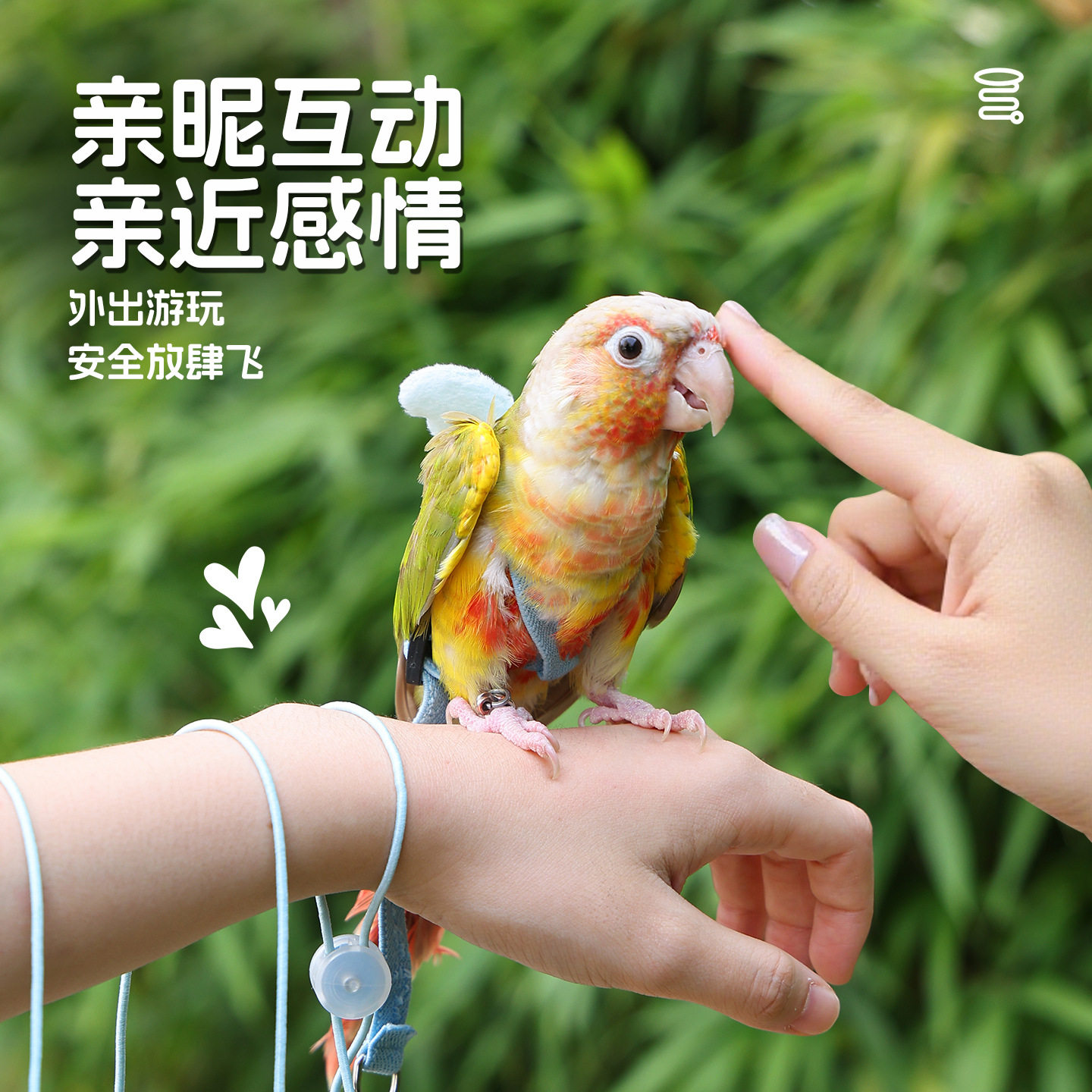 鹦鹉放飞外带绳不伤脚遛鸟神器牡丹玄凤虎皮遛鸟绳鹦鹉用品背带式,淘宝优惠券,粉丝福利购,淘宝优惠卷