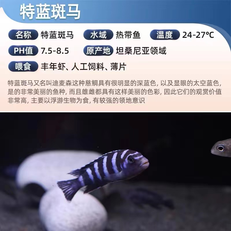 特蓝斑马三湖慈鲷热带观赏鱼水族活体鱼缸岩栖类坦鲷鱼易养艳丽 - 图0