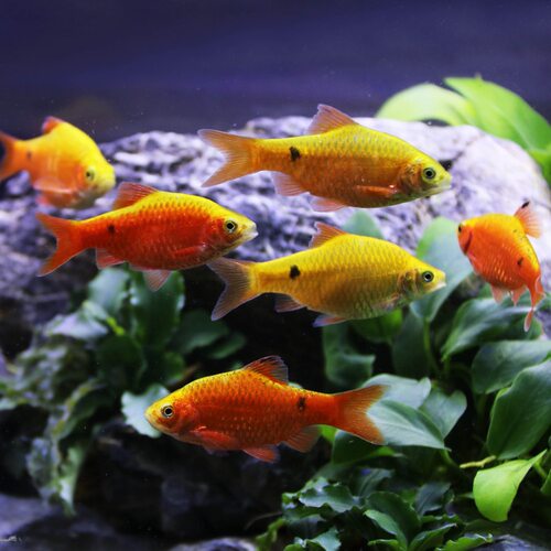 热带观赏鱼活体钻石彩虹鲫鱼紫红两点彩虹鲫金元宝鱼温顺群游包 - 图0