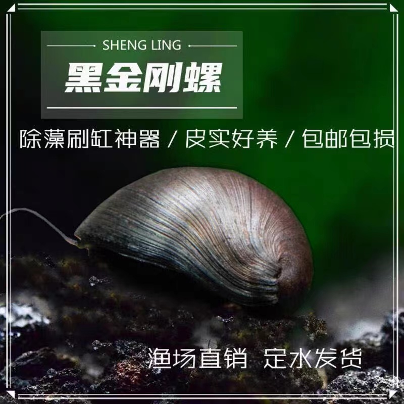 黑金刚螺不吃水草缸清洁淡水除藻工具螺热带观赏活体清洁宠物蜗牛 - 图1