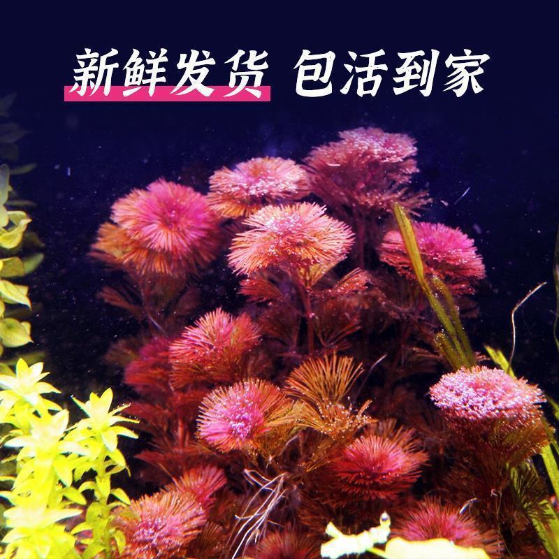 红菊水草鱼缸造景阴性草缸易养中后景陀草无需二氧化碳红色淡水 - 图2