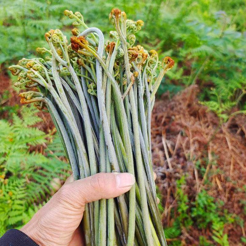 贵州野生山蕨菜新鲜嫩蕨苔节菜拳头菜猫爪菜现摘现发纯野生甜蕨菜 - 图3