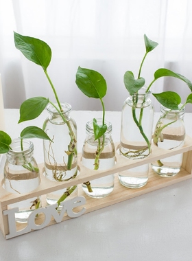 玻璃水培绿萝植物容器办公桌摆件