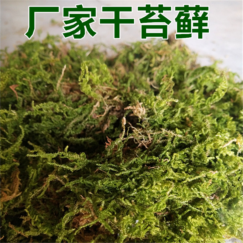 干苔藓水草水苔青苔蝴蝶兰花石斛育苗种植嫁接乌龟冬眠运输垫材用 - 图0