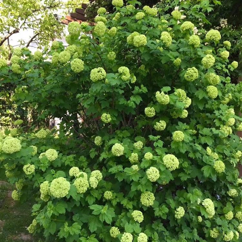 裸心花园欧洲木绣球玫瑰盆栽苗进口树苗木本树绣球花苗花卉植物-图1